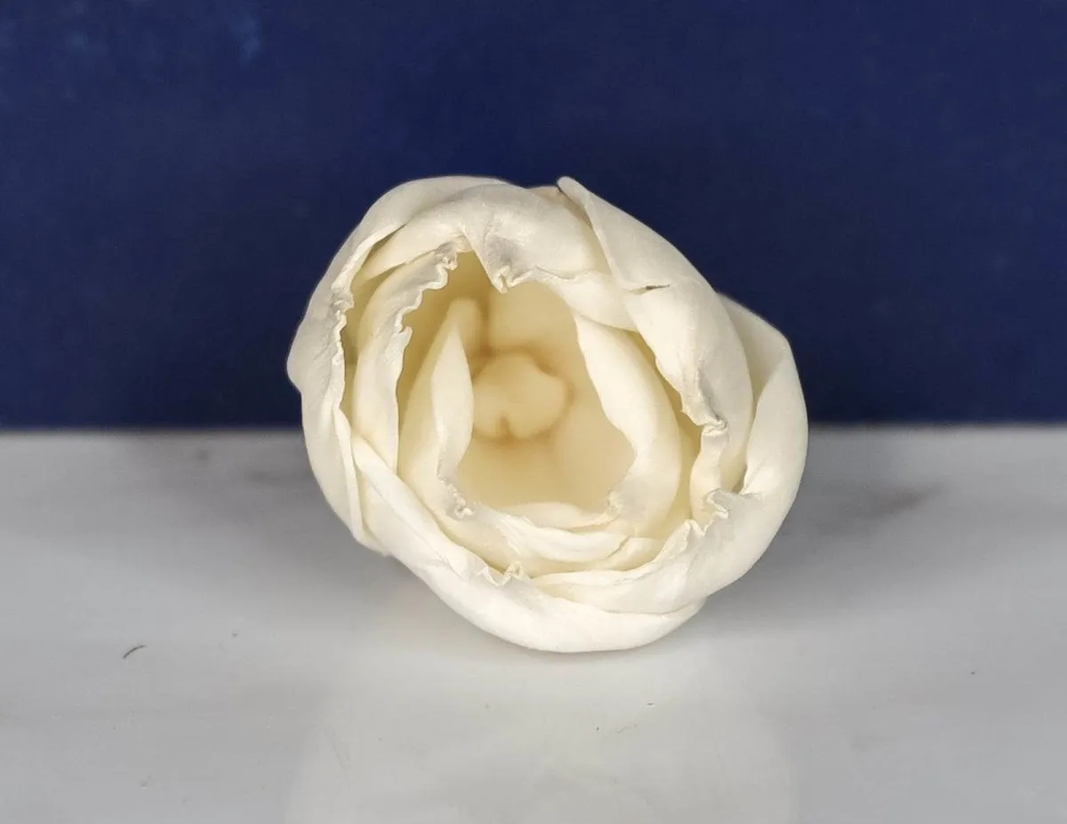 1.5" Precious Tulip (10 pack)